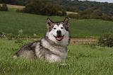ALASKAN MALAMUTE 738